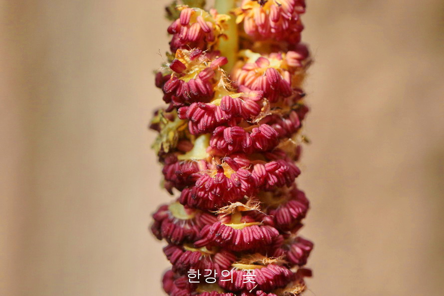 노블포풀러