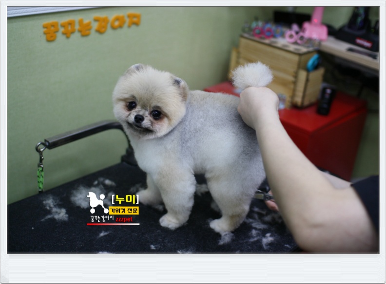 귀여운 포메라니안# 곰돌이컷은 여기서! 대전애견미용 하는곳