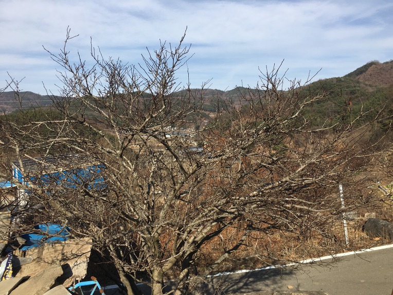 12월의 초피나무 모습