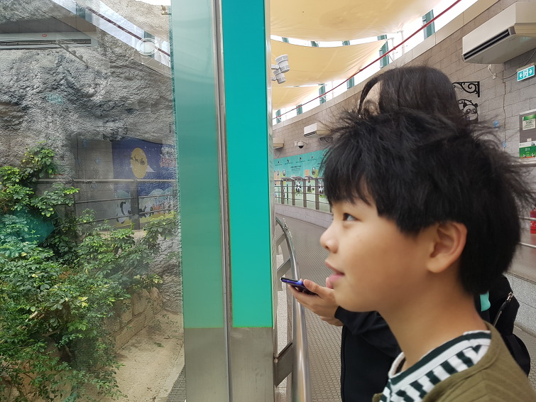 [마카오 Macao 澳门 여행] Giant Panda Pavilion 자이언트 판다 파빌리온
