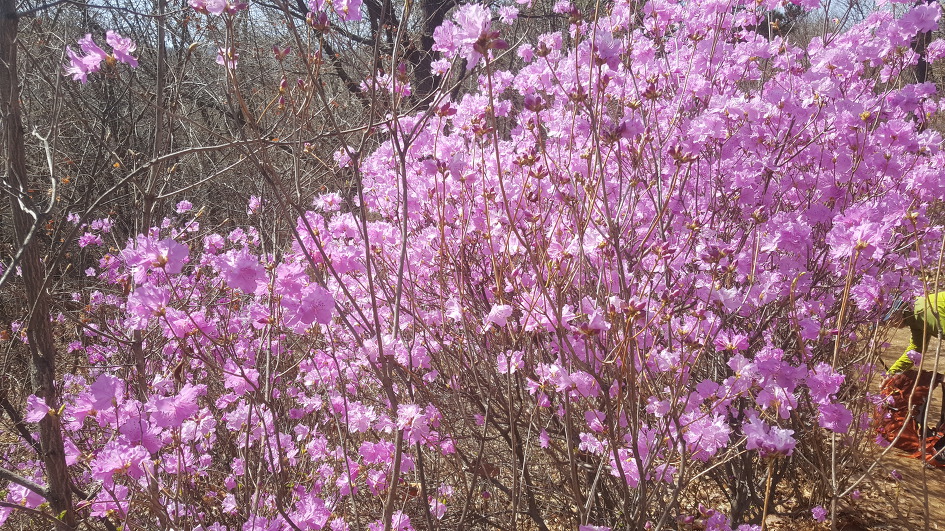 [청계산-옥녀봉 산행일지/2019.04.07]