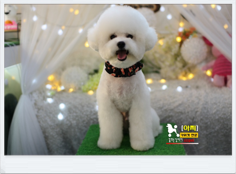 대전 비숑미용 : 대전애견미용 꿈꾸는강아지 어때요?