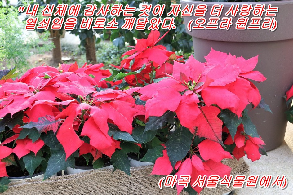 <오프라 윈프리 말 하기를>
