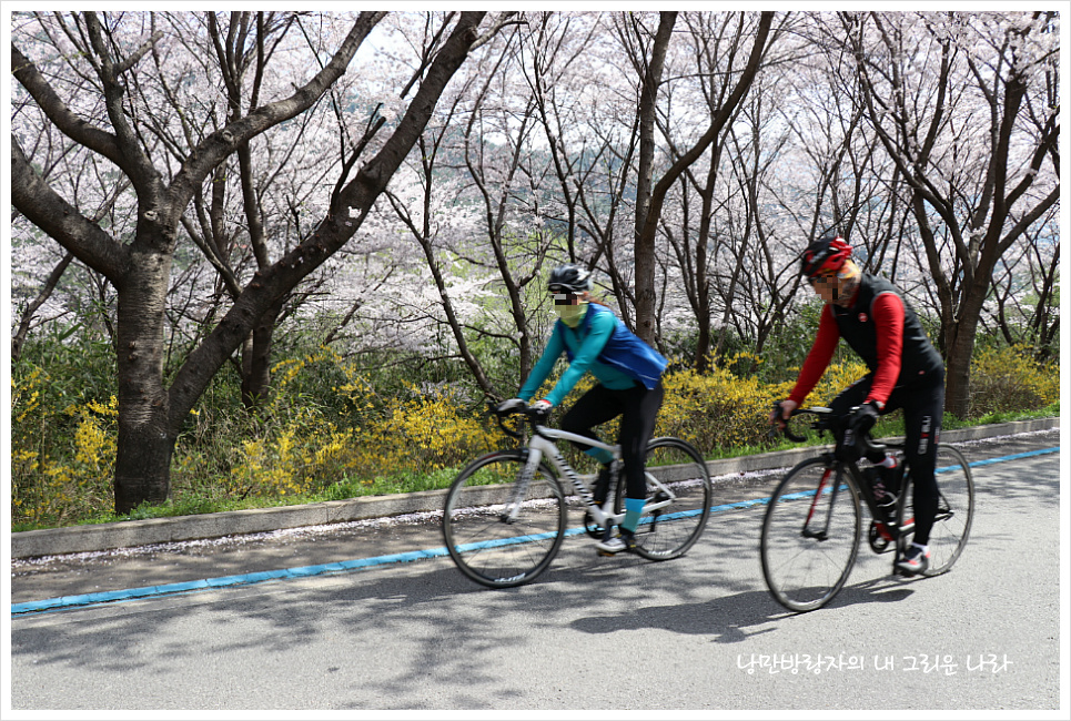 [경남 하동] 절정의 벚꽃을 만나다