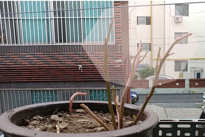 비둘기가 쇠비름을 뜯어 먹는 이유 아세요?