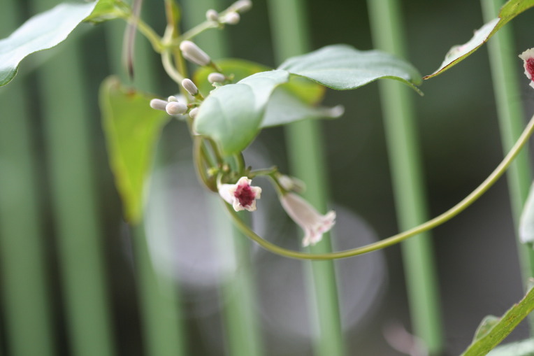 꽃이 희고 너무 작아 앙증맞은 꽃 계요등(鷄尿藤)