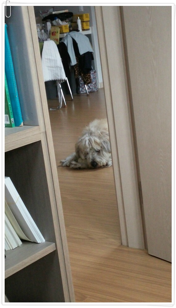 (여주게스트하우스 산새랑) 감시 중