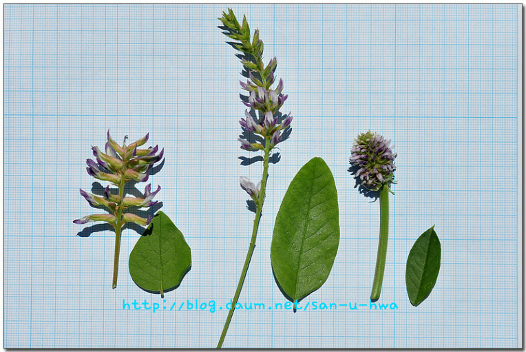 감초 종류 비고 (감초 / 개감초 / 유럽감초)