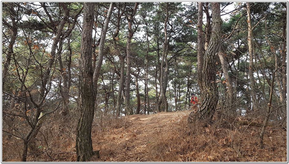 능선 소나무 숲 이미지