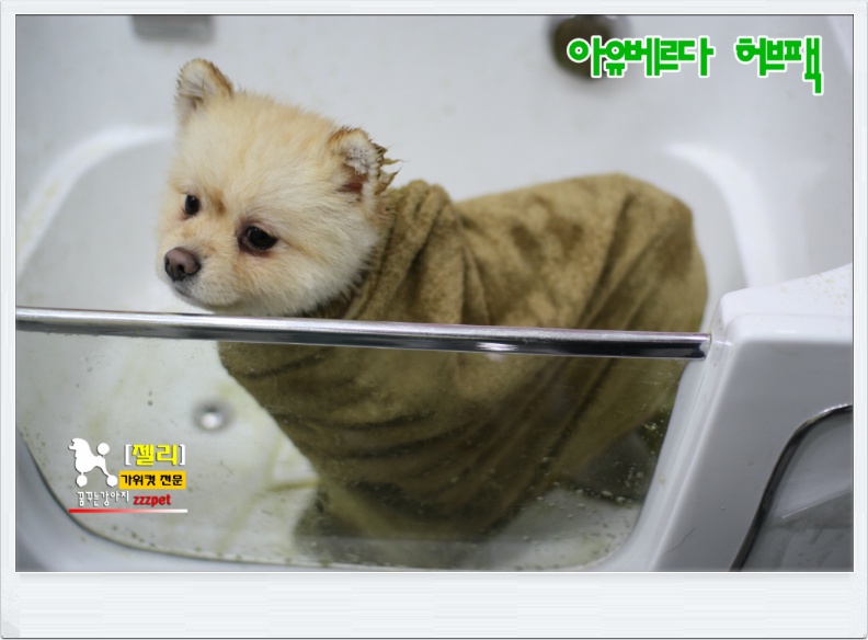 허브팩 마사지전문, 아유베르다 허브팩 - 머드팩 / 대전애견미용 - 가위컷전문