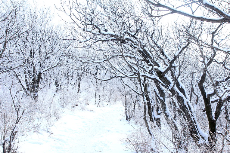 * 평창 선자령 설경 산행기