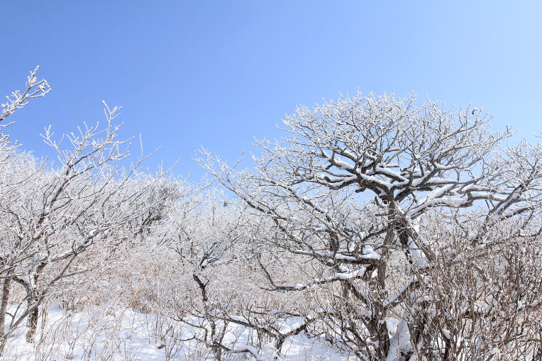 * 평창 선자령 설경 산행기