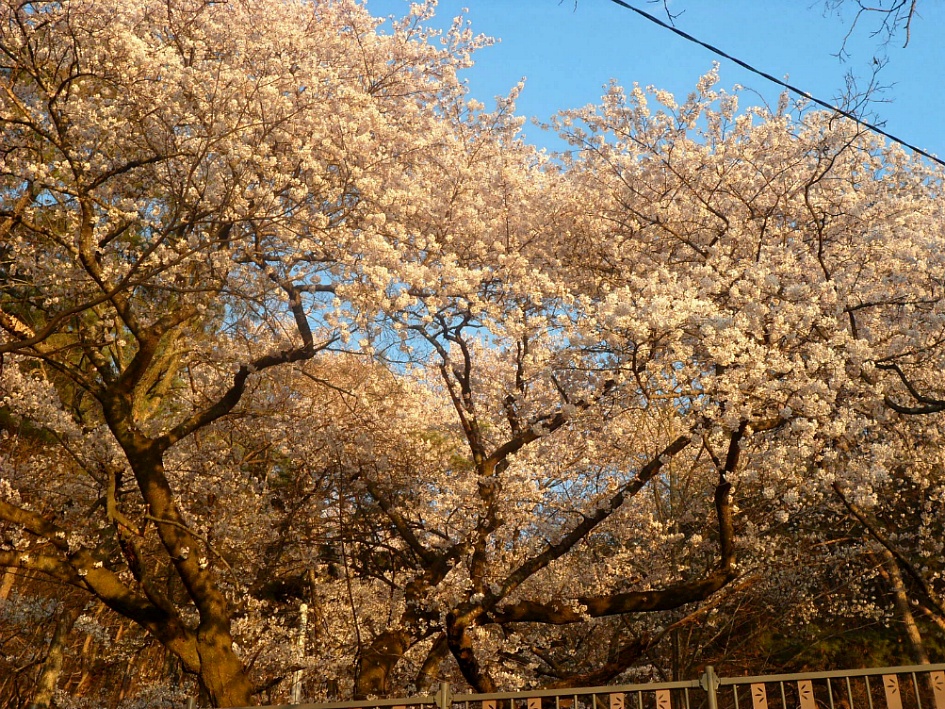 창녕 영취산 2019-03-31