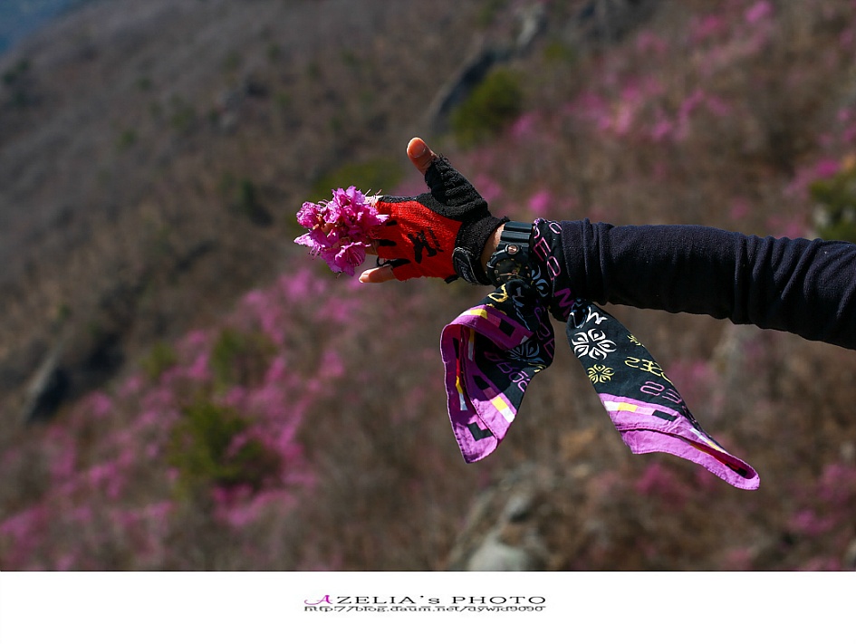 경남 진해 산행(1부)/장복산(덕주봉)&산벚꽃.진달래 핀 멋진 능선길을 따라서 .. 【19년3월31일】 