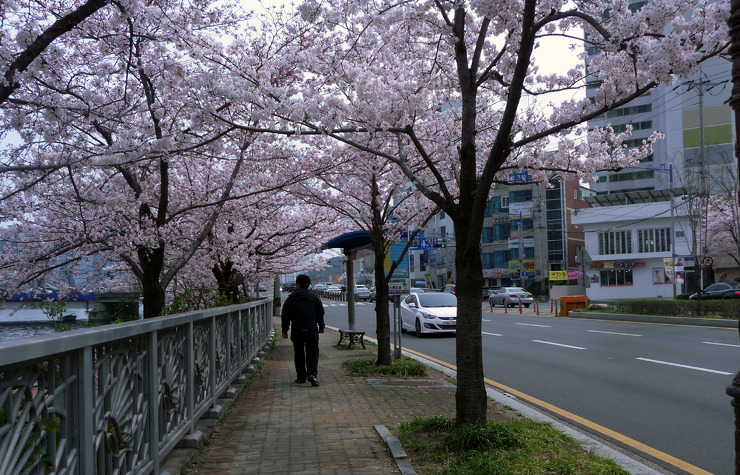 흐드러지게 핀 벗꽃