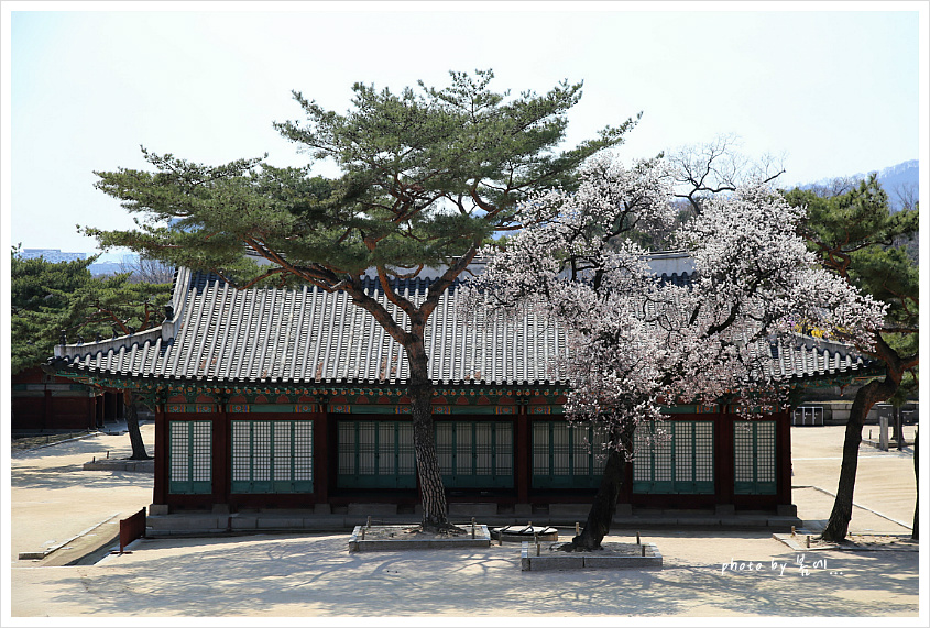 창경궁의 봄 풍경... 2019, 04, 04
