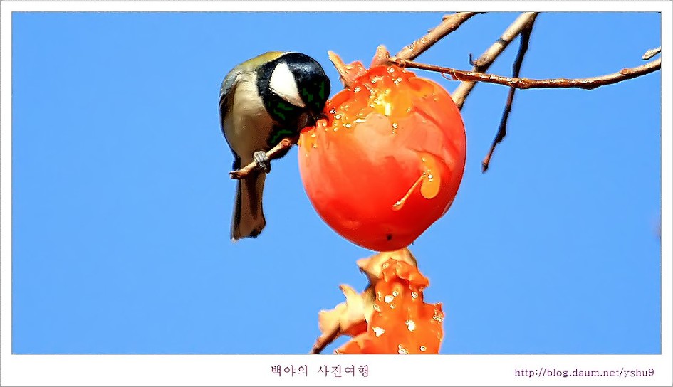 감나무 홍시에 맛드린 박새와 직박구리
