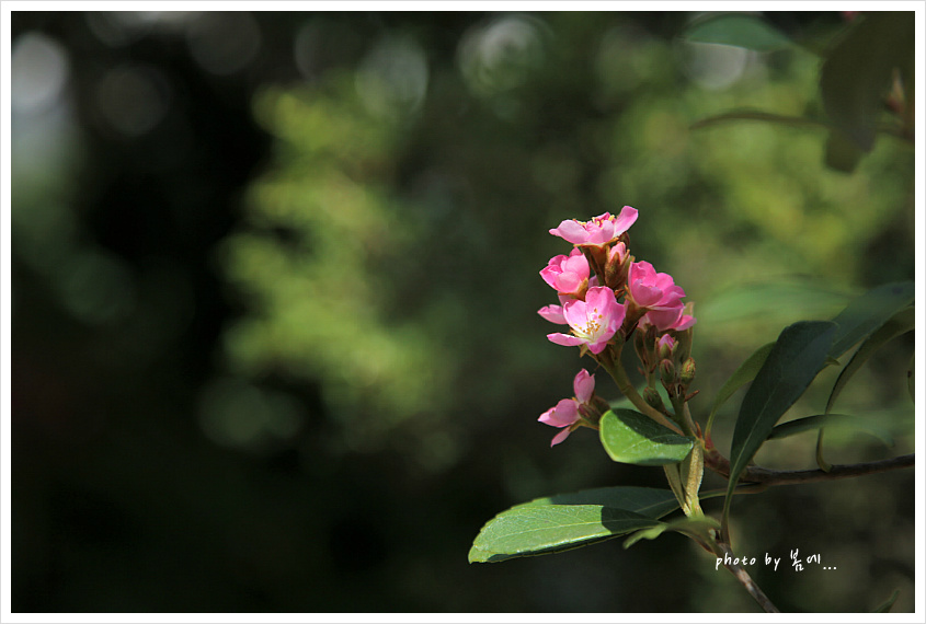 창경궁의 야생화들... 2019, 04, 04