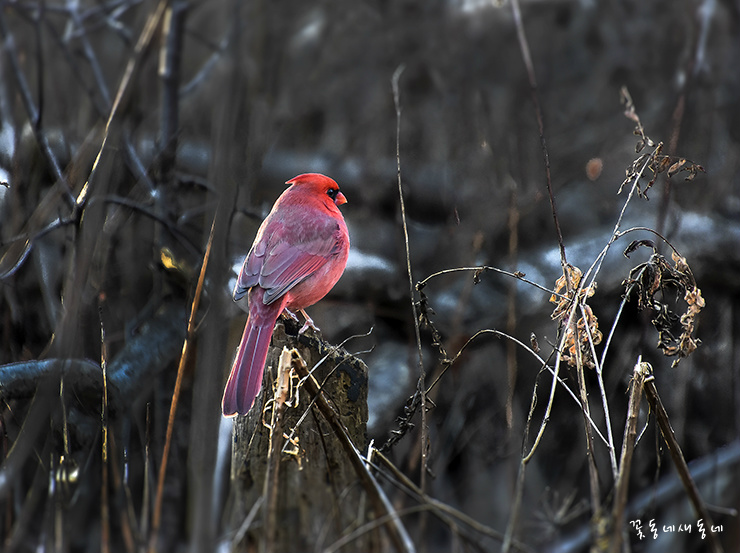 주님 오시옵소서