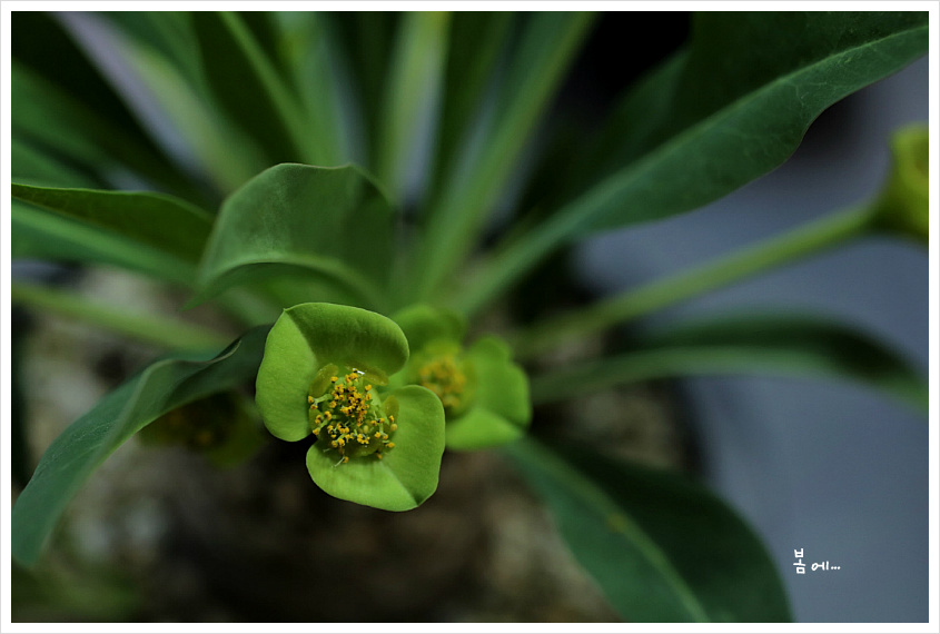 [다육] 단애의여왕, 철갑환