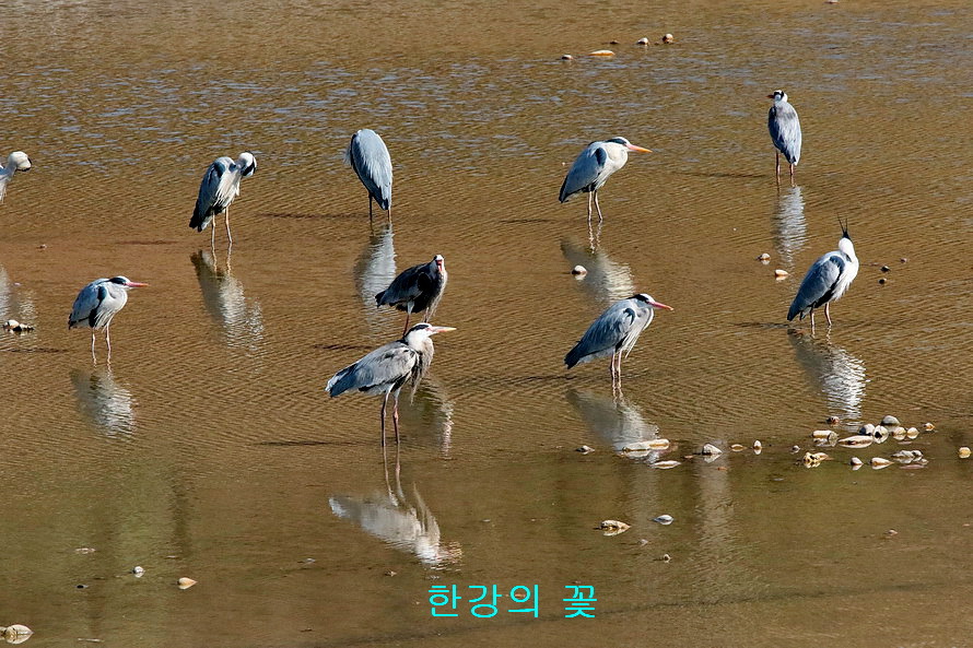 왜가리