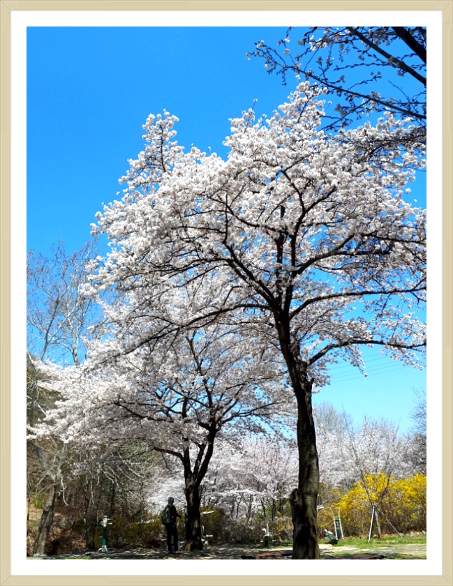 April Fool's Day 만우절 날 벗꽃천국 앞산공원 시인의 길을 걷다~~**