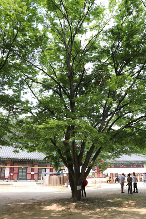 원본이미지(클릭)