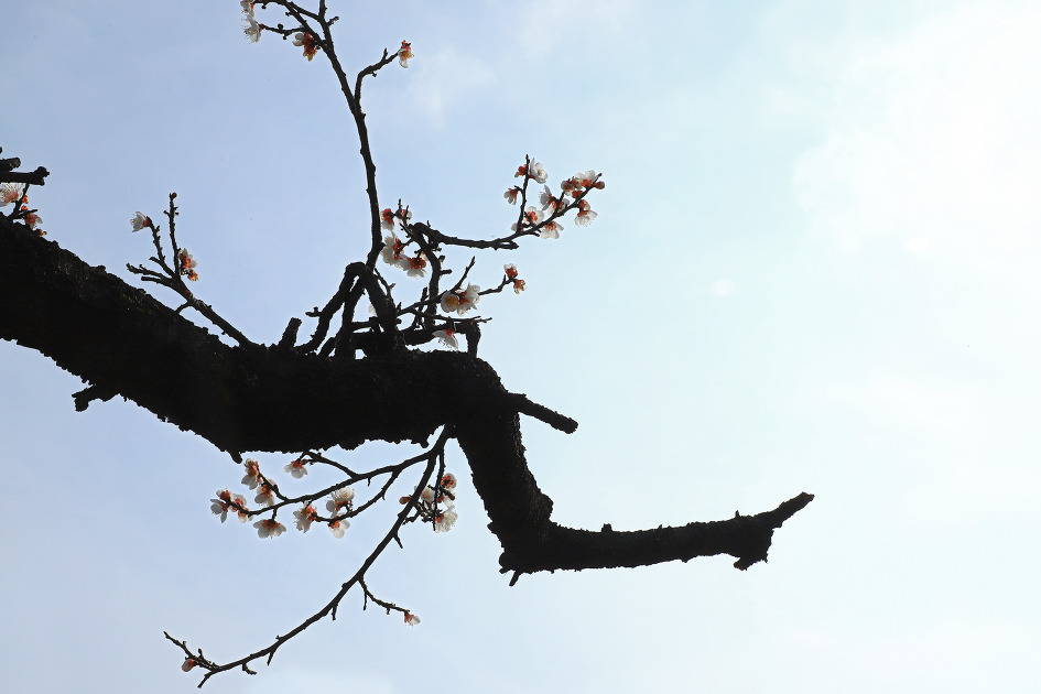 와룡의 부활 (김해건설공고. 2019.03.06.수)