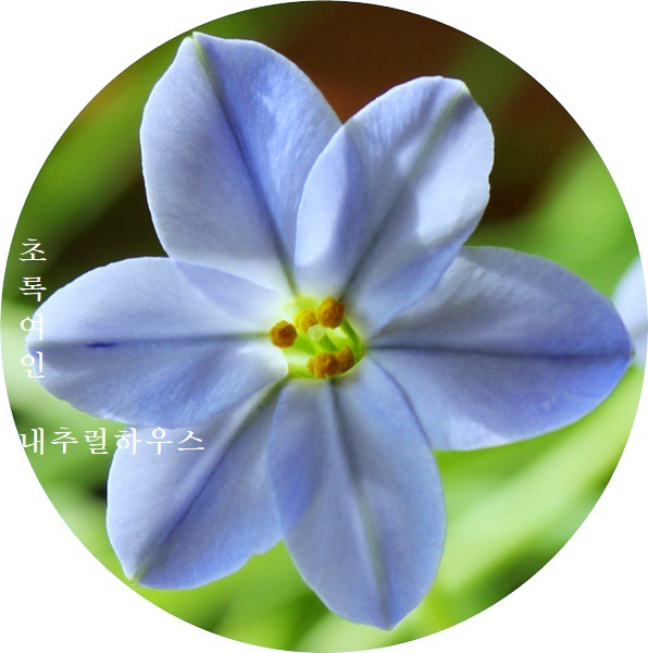 향기별꽃 아이페이온 만개