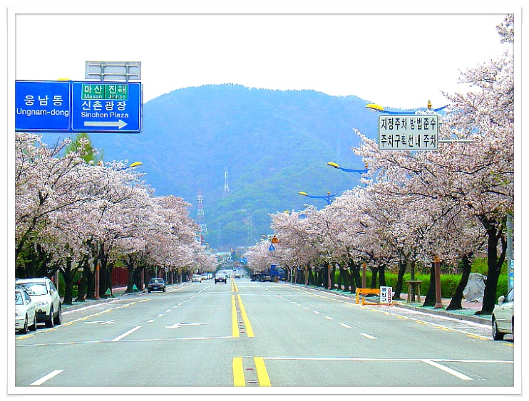 창원진해 [군항제]벚꽃축제*